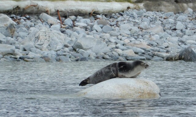 image: Havet kveles av plast